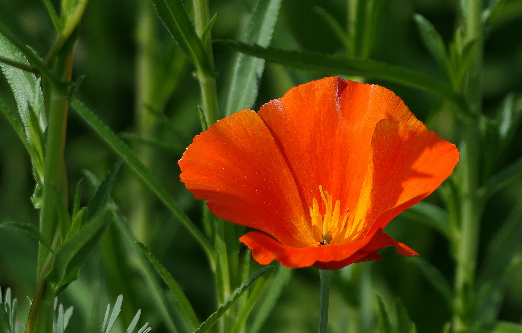 Kalifornischer Mohn, . . .