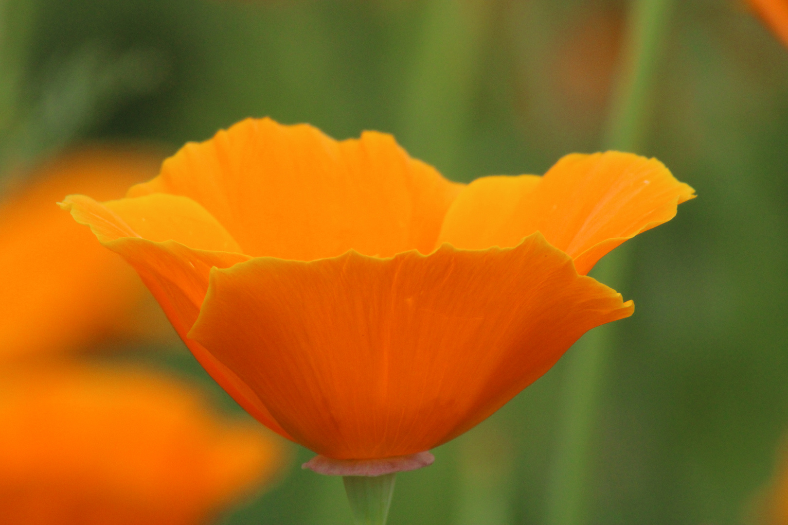 Kalifornischer Mohn