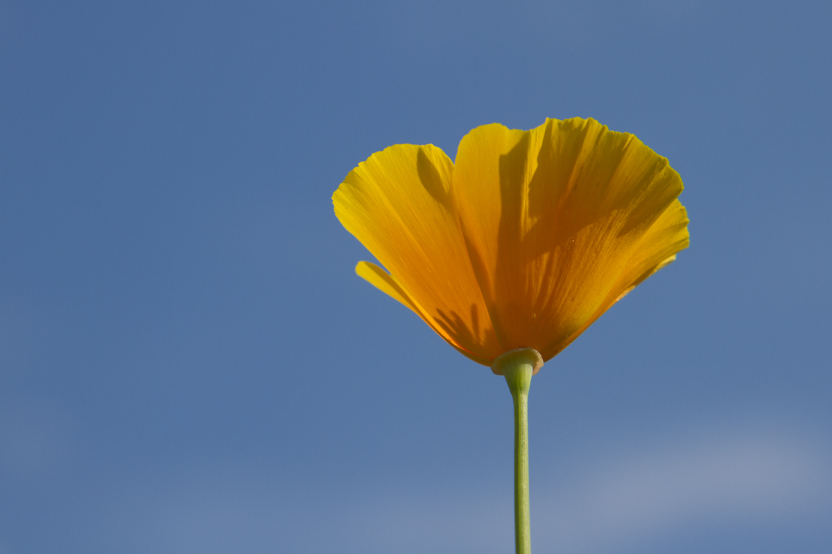 Kalifornischer Mohn