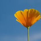 Kalifornischer Mohn