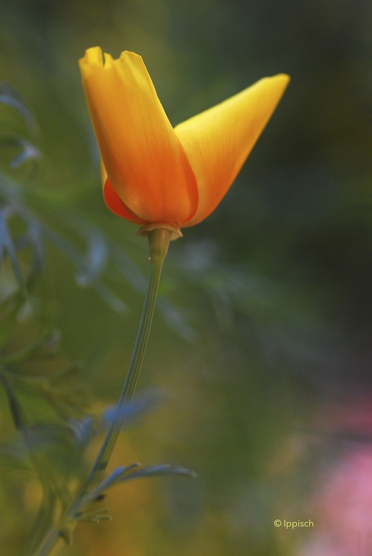 Kalifornischer Mohn