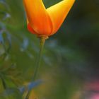 Kalifornischer Mohn