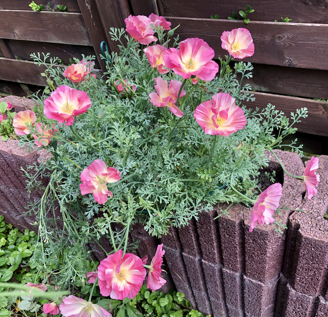 Kalifornischer Mohn - draussen