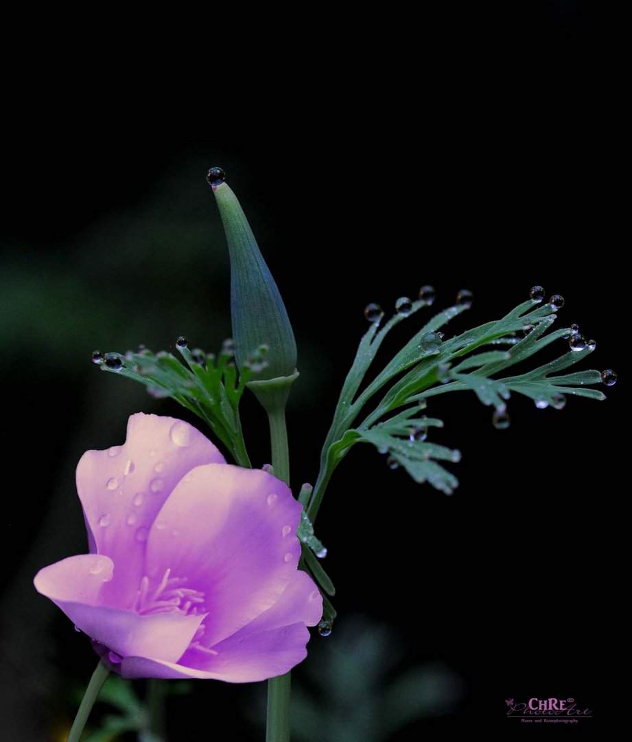 kalifornischer Mohn