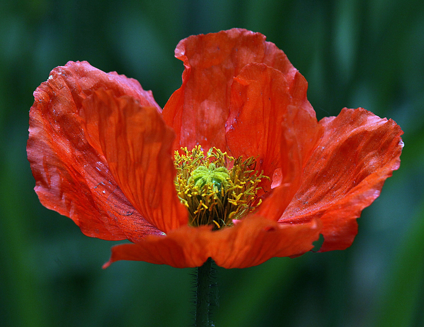 Kalifornischer Mohn