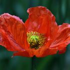 Kalifornischer Mohn