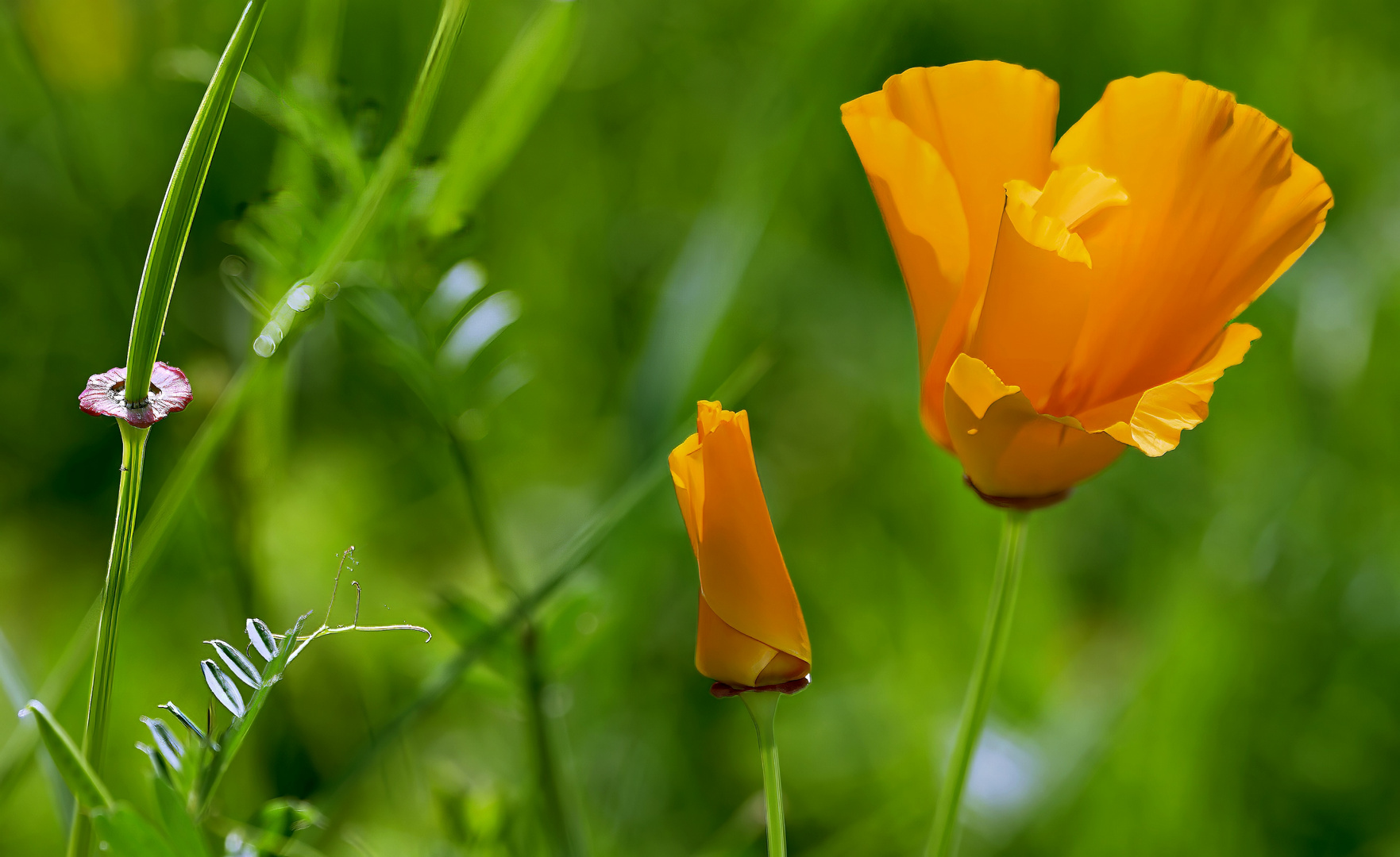 Kalifornischer Mohn