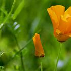 Kalifornischer Mohn