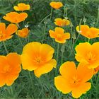 kalifornischer Mohn (Eschscholzia californica)