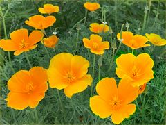 kalifornischer Mohn (Eschscholzia californica)