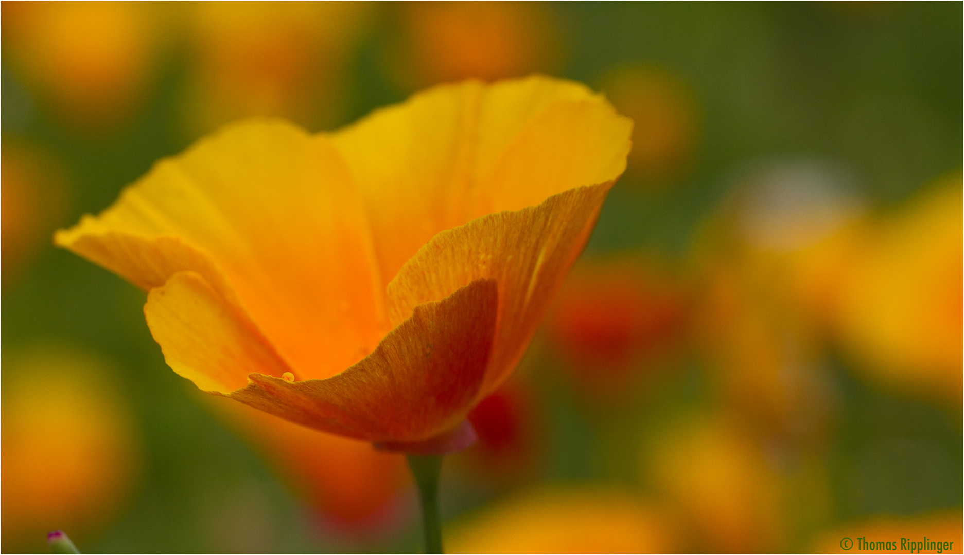 Kalifornischer Mohn (Eschscholzia californica).....