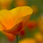 Kalifornischer Mohn (Eschscholzia californica).....