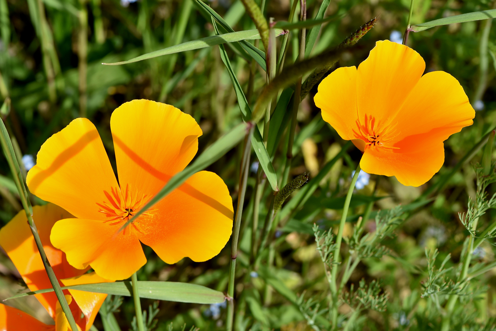 Kalifornischer Mohn (Eschscholzia californica) 