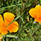 Kalifornischer Mohn (Eschscholzia californica) 