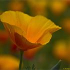 Kalifornischer Mohn (Eschscholzia californica)