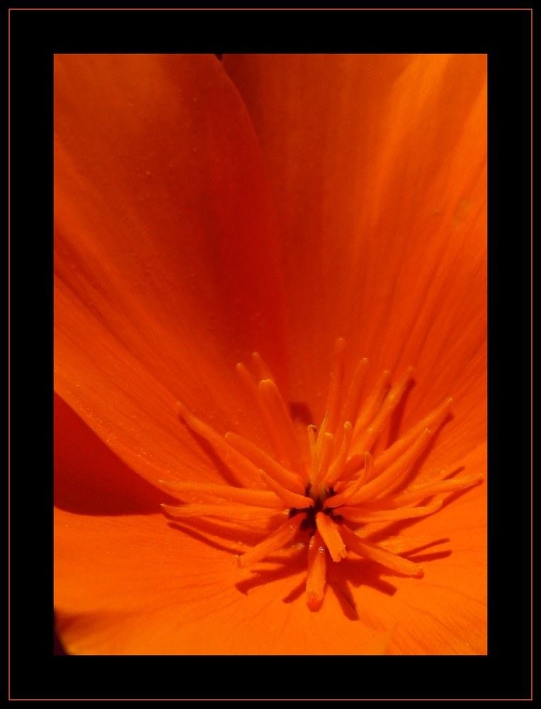 Kalifornischer Mohn (Eschscholzia californica) Nr.3