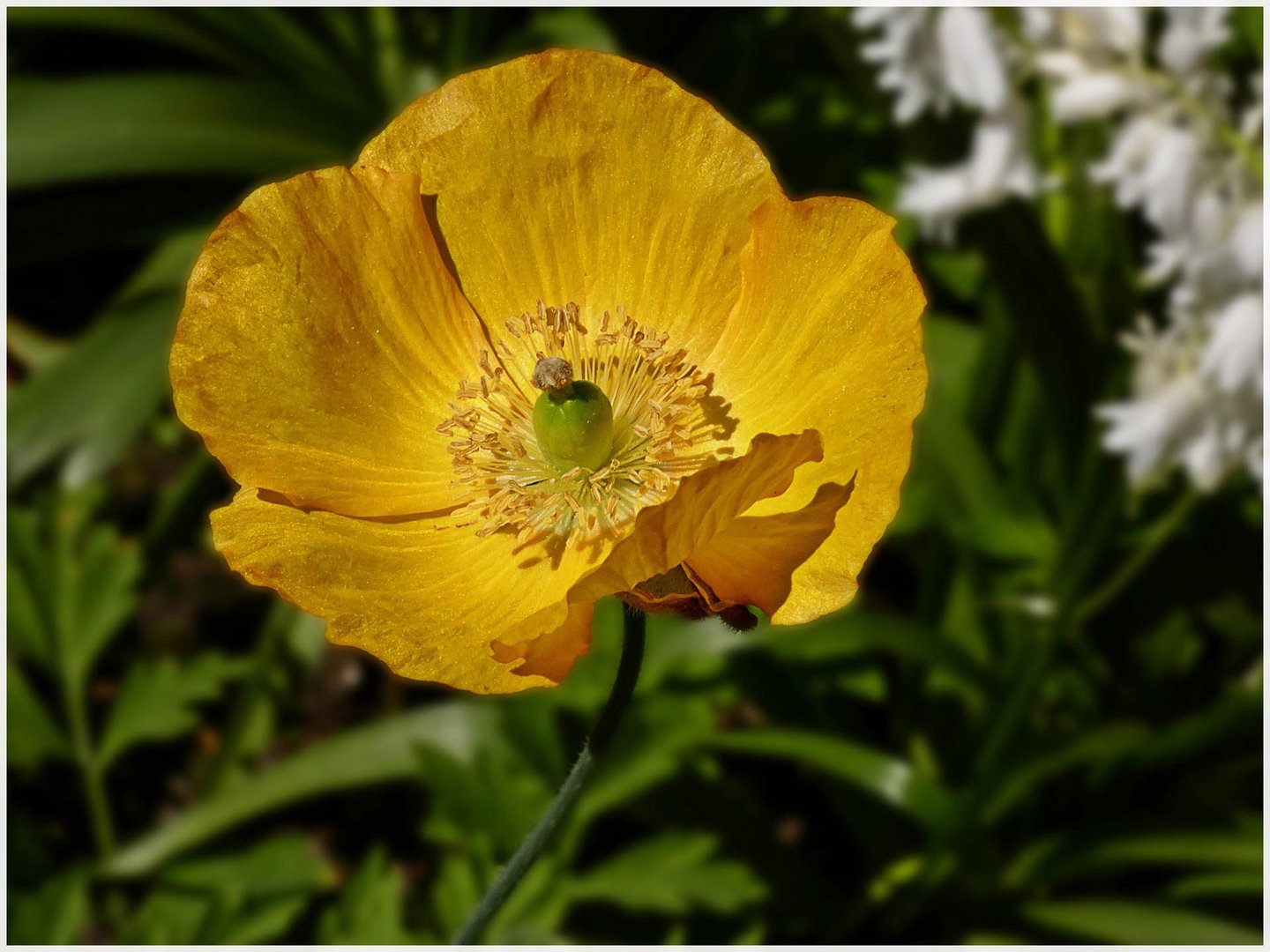 Kalifornischer Mohn - GRUGA Essen