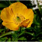 Kalifornischer Mohn - GRUGA Essen