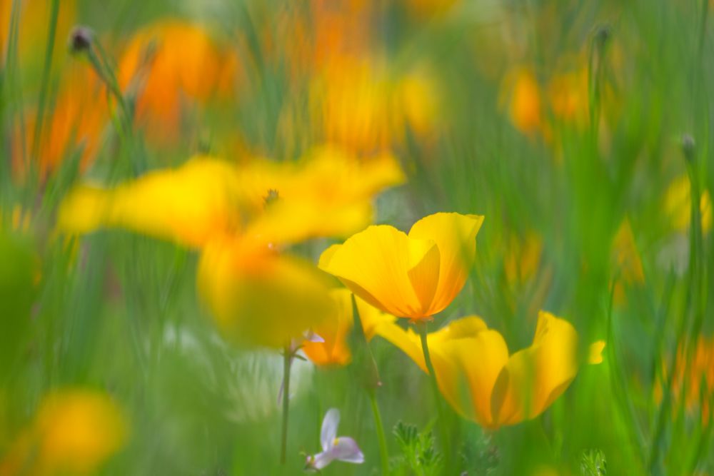 Kalifornischer Mohn im Wind