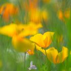 Kalifornischer Mohn im Wind