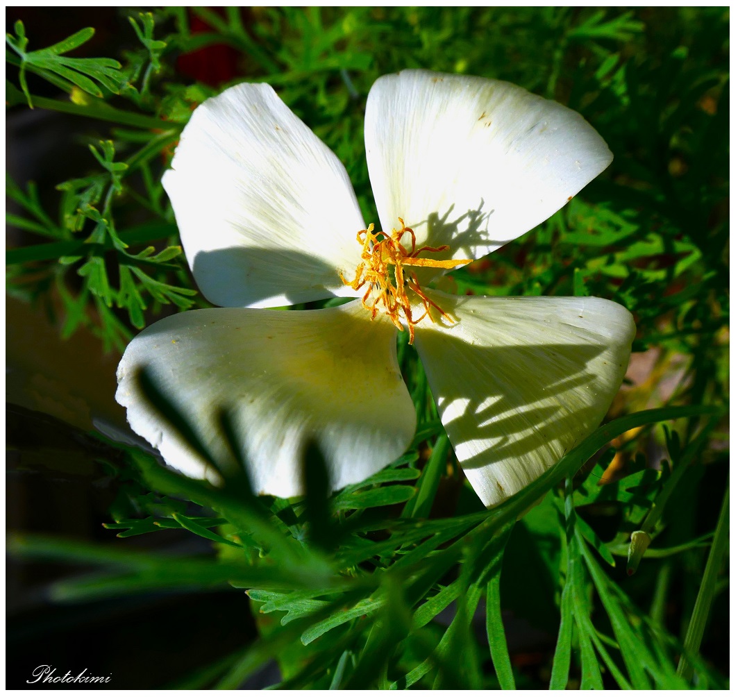 Kalifornischer Mohn in der Sonne