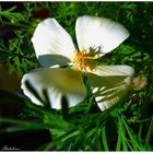 Kalifornischer Mohn in der Sonne