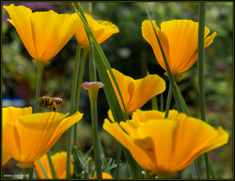 kalifornischer mohn mit besuch