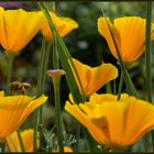 kalifornischer mohn mit besuch