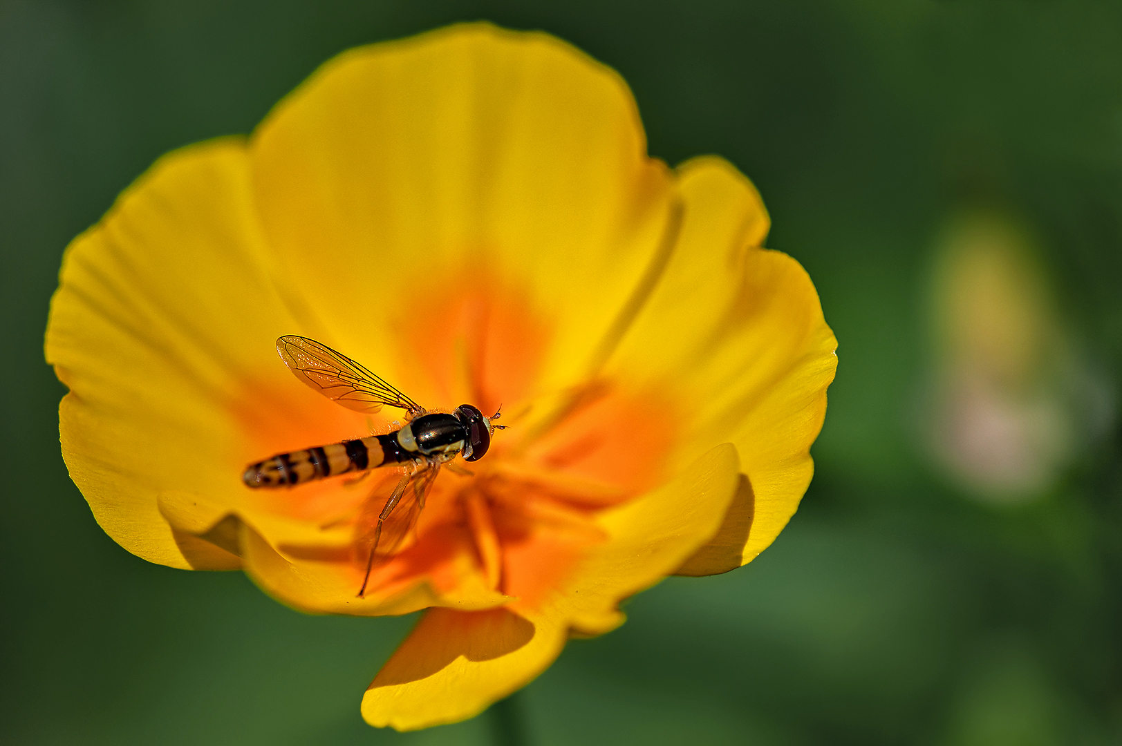 Kalifornischer Mohn mit Schwebeflege 001 