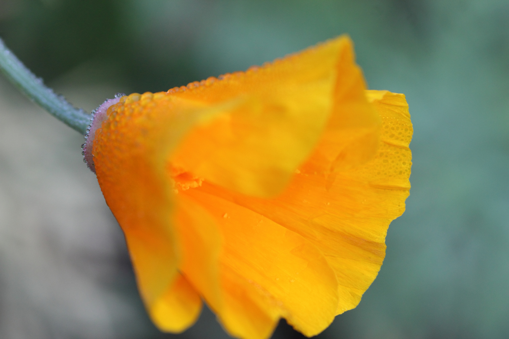 Kalifornischer Mohn mit Tau