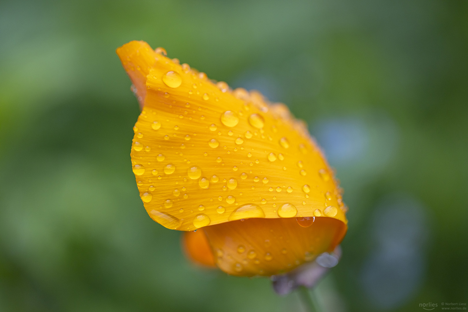 Kalifornischer Mohn mit Tropfen