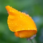 Kalifornischer Mohn mit Tropfen