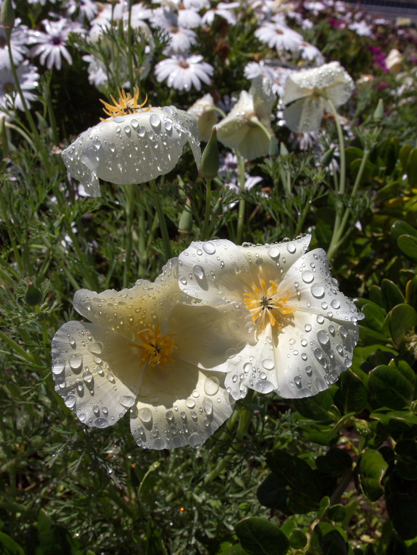 Kalifornischer Mohn mit Tropfen