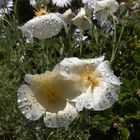 Kalifornischer Mohn mit Tropfen