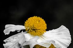 Kalifornischer Mohn oder tanzender Derwisch