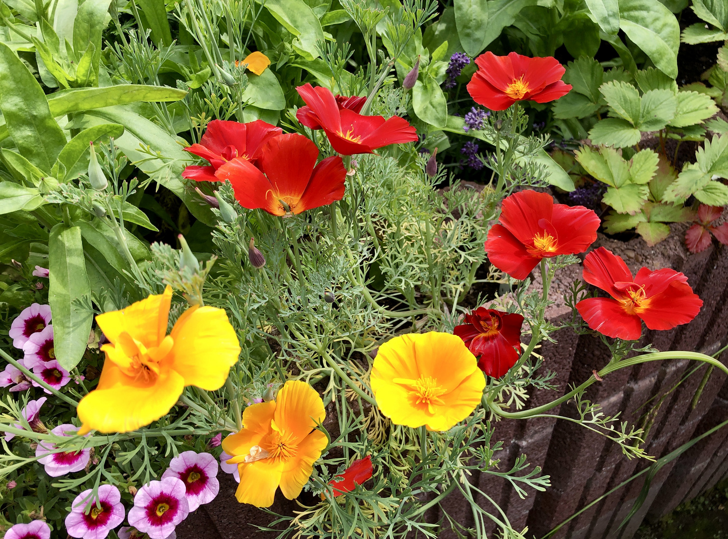 Kalifornischer Mohn Sommer auf dem Hochbeet