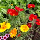 Kalifornischer Mohn Sommer auf dem Hochbeet