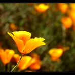 Kalifornischer Mohn verwandelt die Wegesränder in ein Blütenmeer