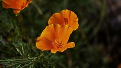 Kalifornischer Mohn zum Mittwoch
