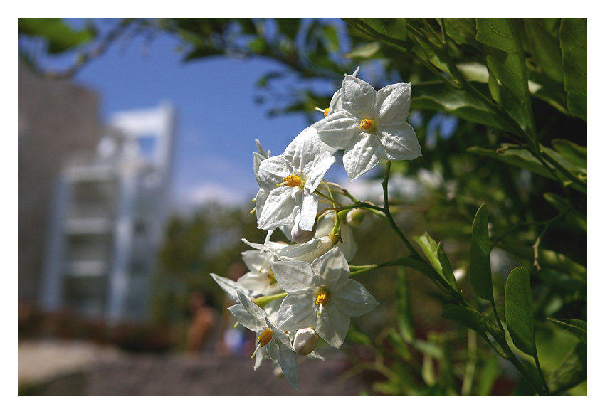 Kalifornischer Sommer