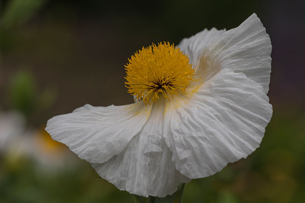 Kalifornischer Strauchmohn