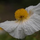 Kalifornischer Strauchmohn