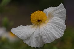 Kalifornischer Strauchmohn