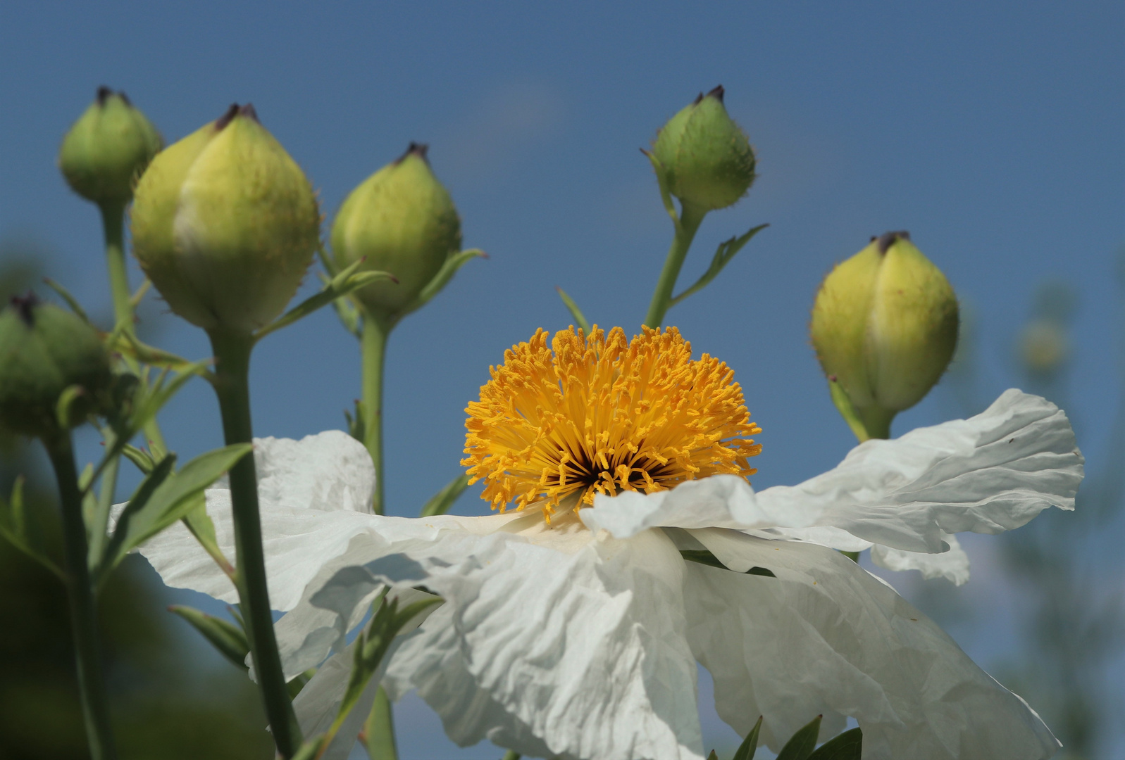 Kalifornischer Strauchmohn