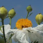 Kalifornischer Strauchmohn