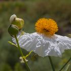 Kalifornischer Strauchmohn