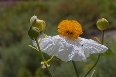 Kalifornischer Strauchmohn