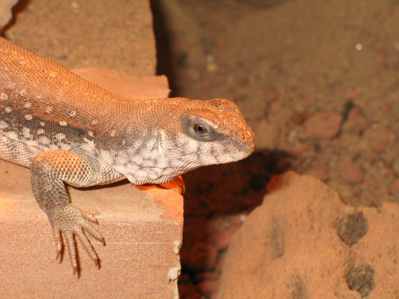 Kalifornischer Wüstenleguan