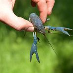 Kaliko, Kamber- und andere Krebse in den Rheinauen: Der blaue Kamber 01