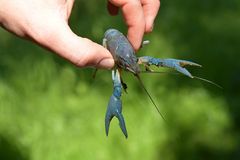 Kaliko, Kamber- und andere Krebse in den Rheinauen: Der blaue Kamber 01
